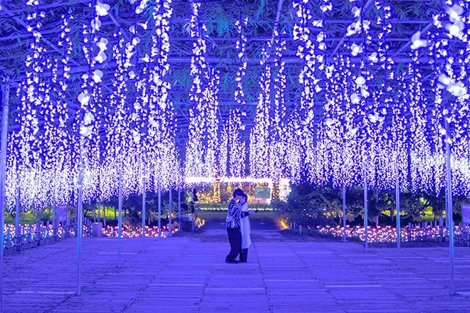🌸 구로키 등나무(구로키노후지) 이미지 4